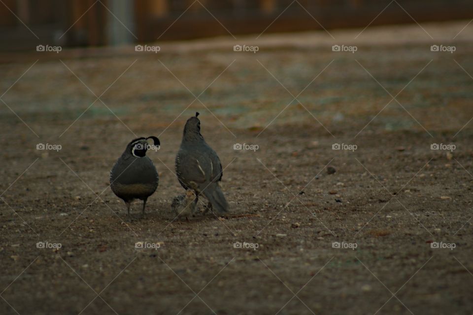 Family of quail