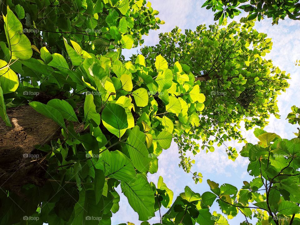 beautiful tree and leaf