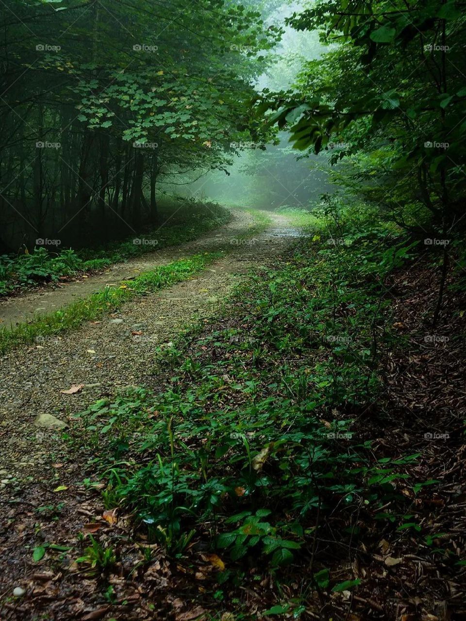 The spring air of the forest is as if they have spread the seeds of sleep in the air, everything is calm and peaceful. Tall green trees, the scent of plants in the air, the smell of soil and rain, beautiful fog and the sound of birds. It's spring..