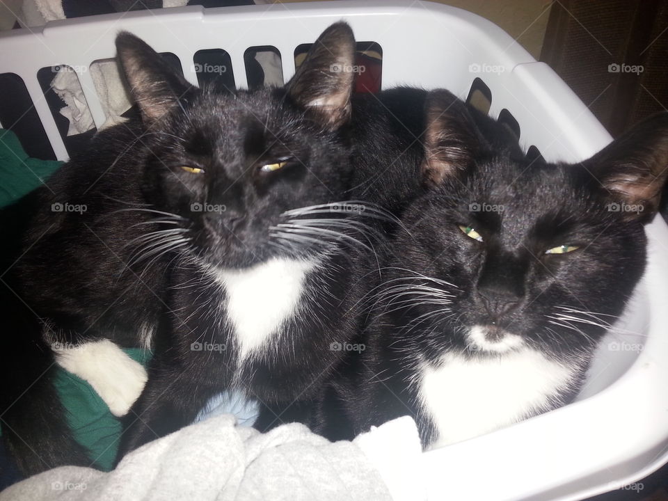 Like Father,  Like Son. father snd son cats resting in basket