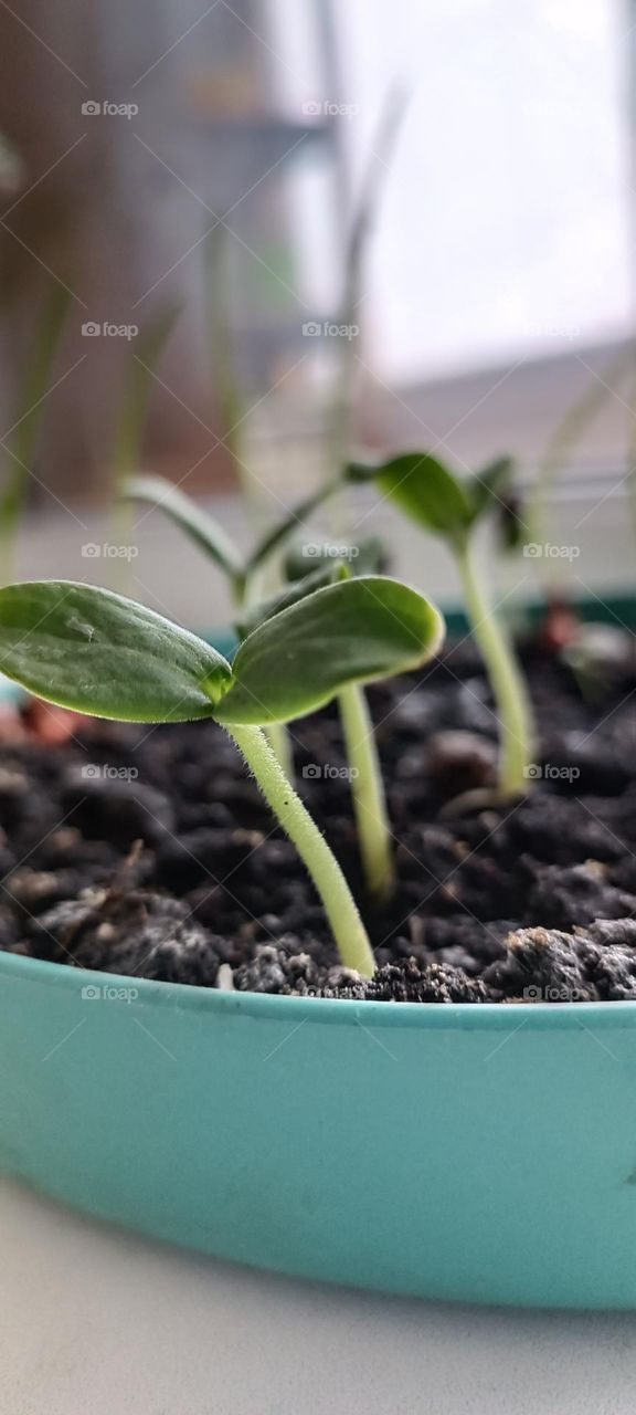 Green plants