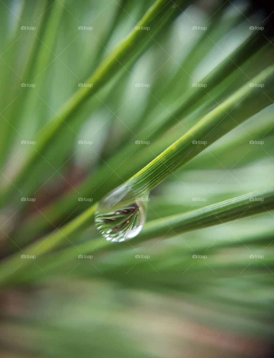 Close-up of a rain drop on pine tree
