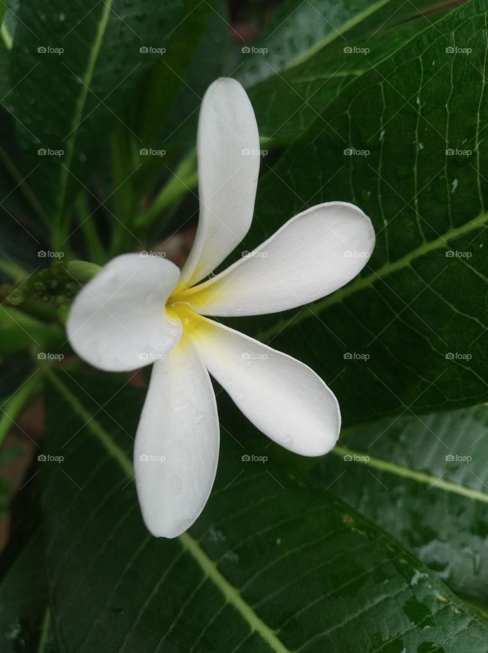 white flower seasonal fresh shurb small size looks very beautiful generally found everywhere