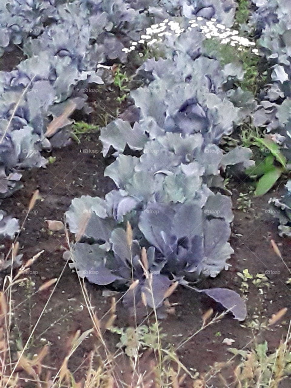 blue cabbage in the field