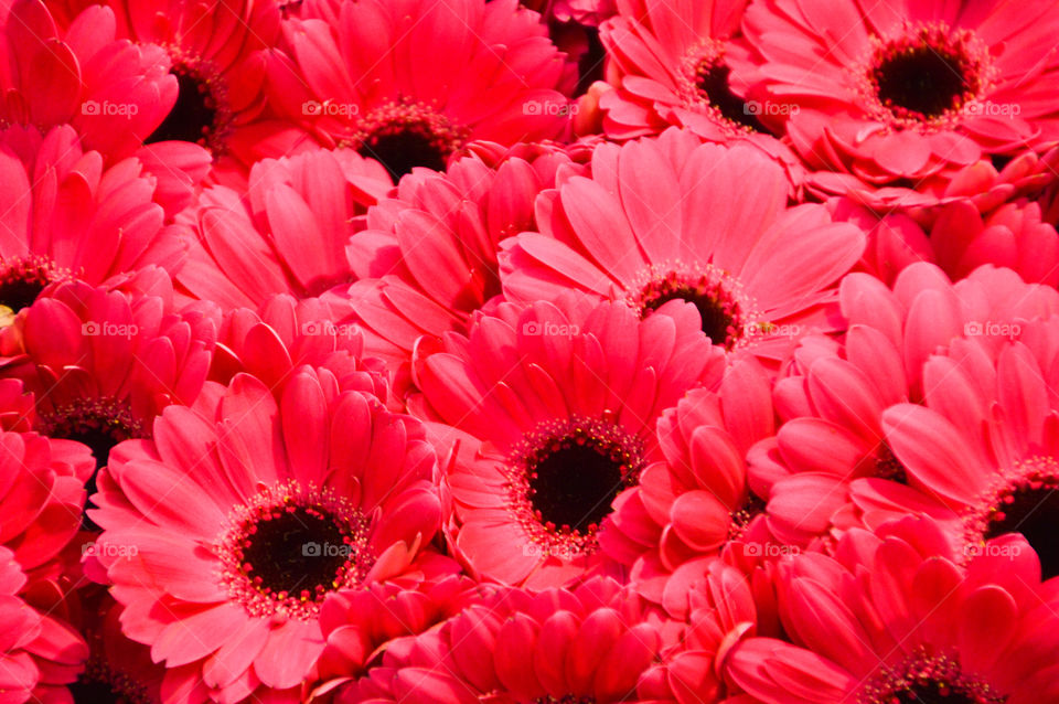 Red Gerbera