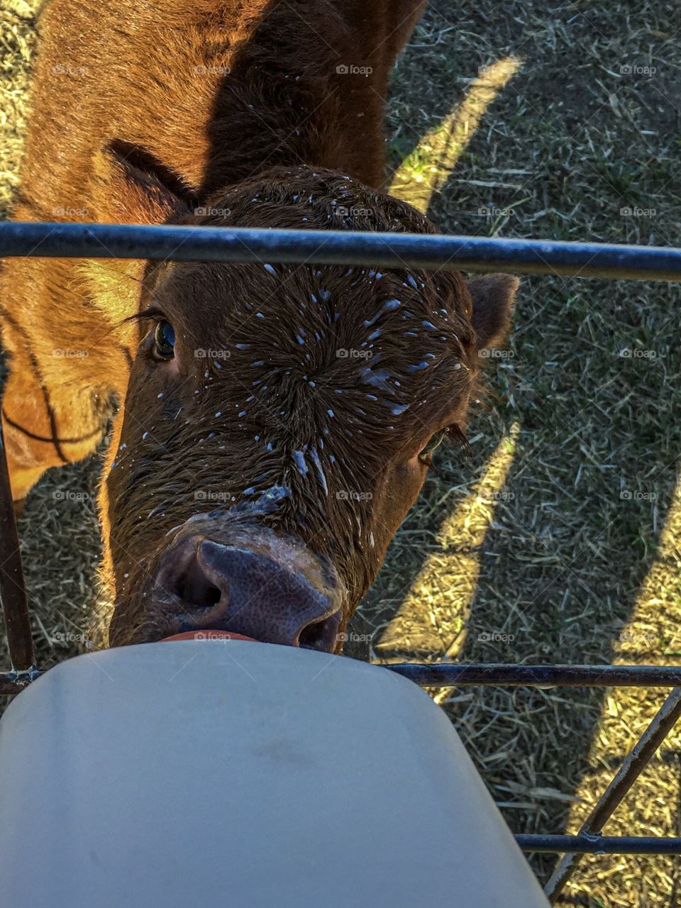 Little calf got the milk everywhere but in his mouth, the cutest thing I have seen in a long time.