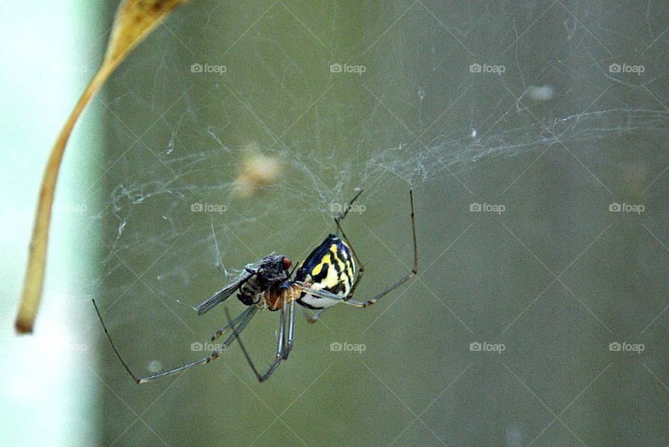 Spider eating a fly