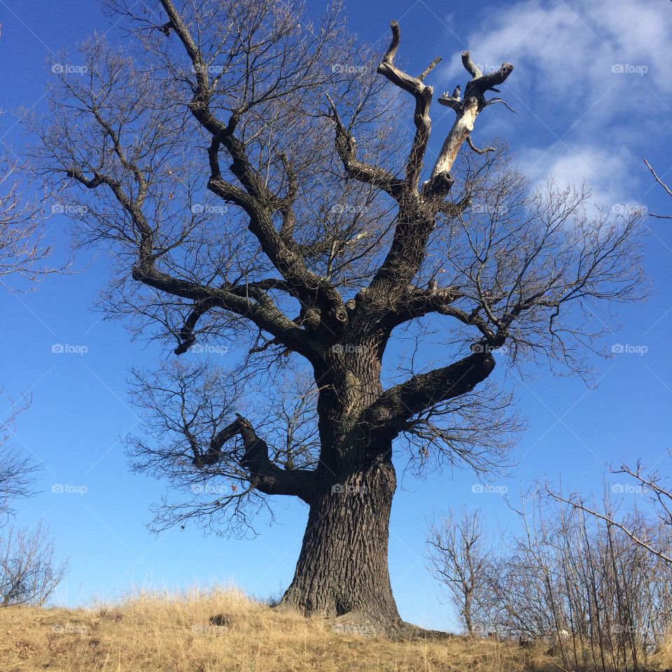 Tree of wisdom