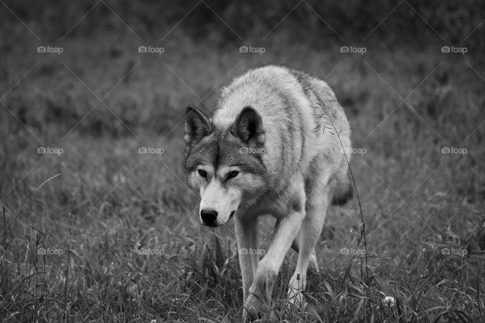 Wolf dog on the move, checking out the visitors