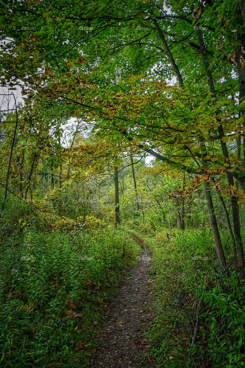 Scenic view of forest