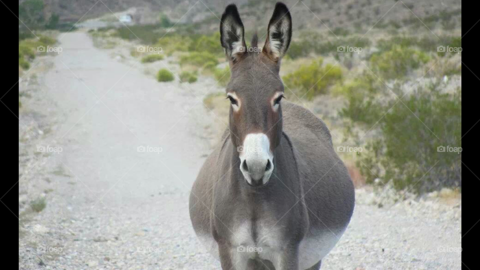 burro 3