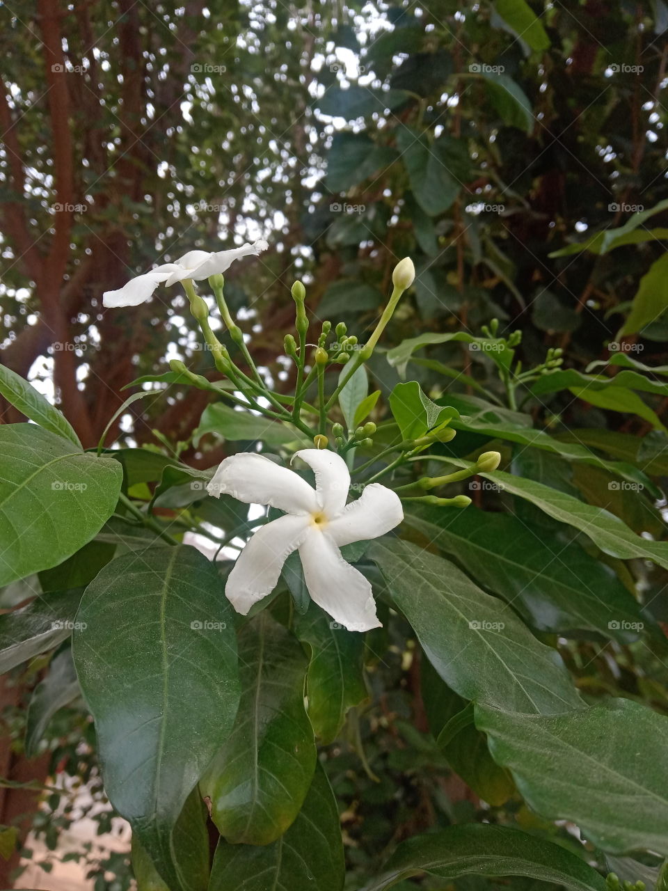 Jasmine flower