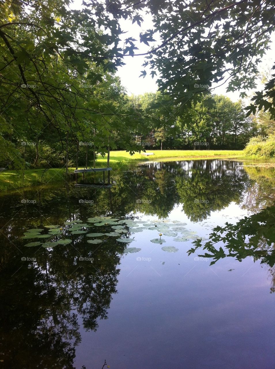 Pond reflection
