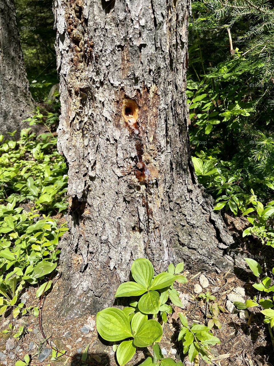Tree sap