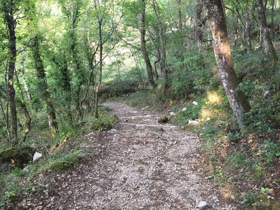 View of footpath passing through forest