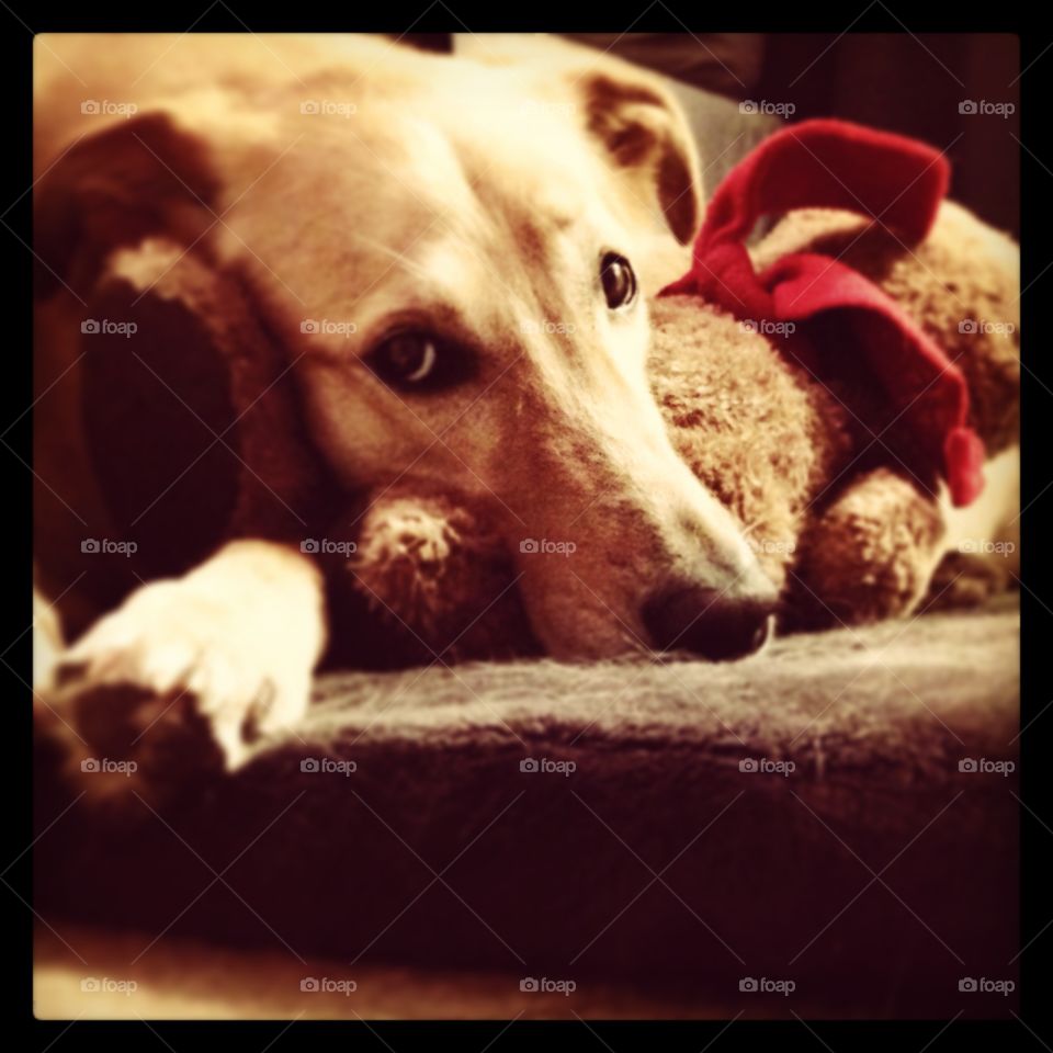 My furry friend loves his babies. He sleeps with them, even carries them outside to go potty with them.
