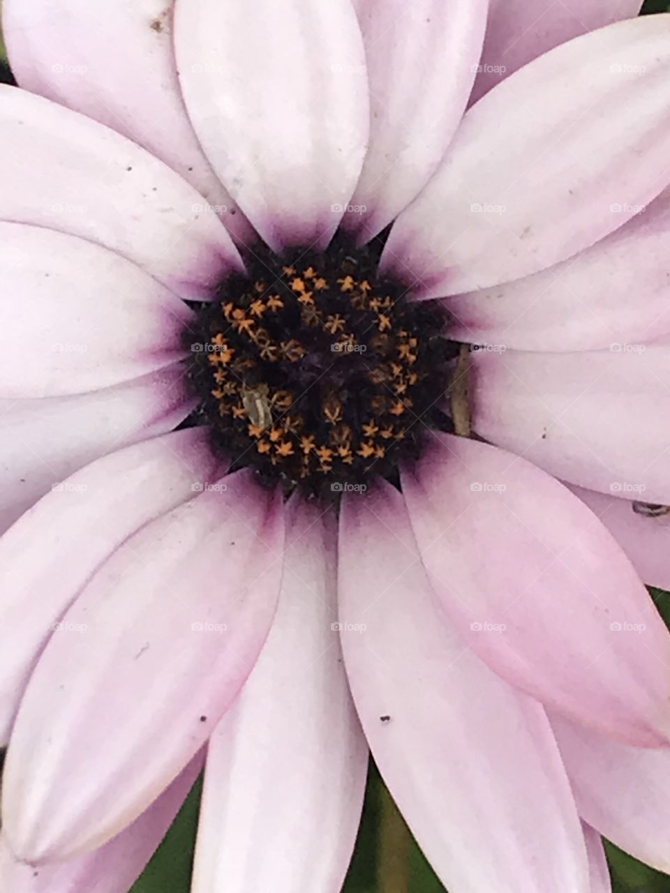 Flowers inside flower 
