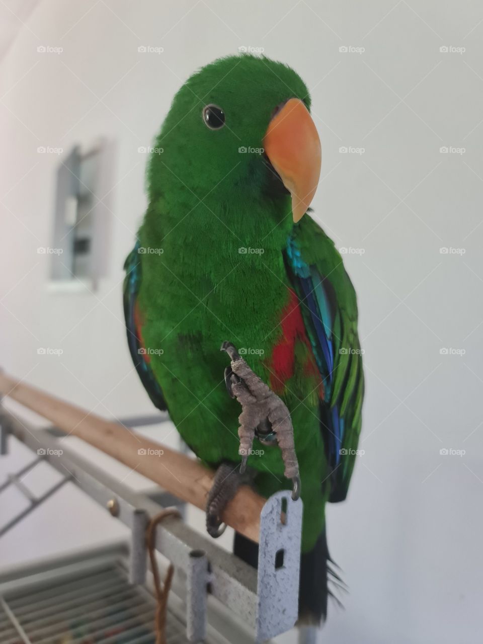 my cute bird 🐦😍