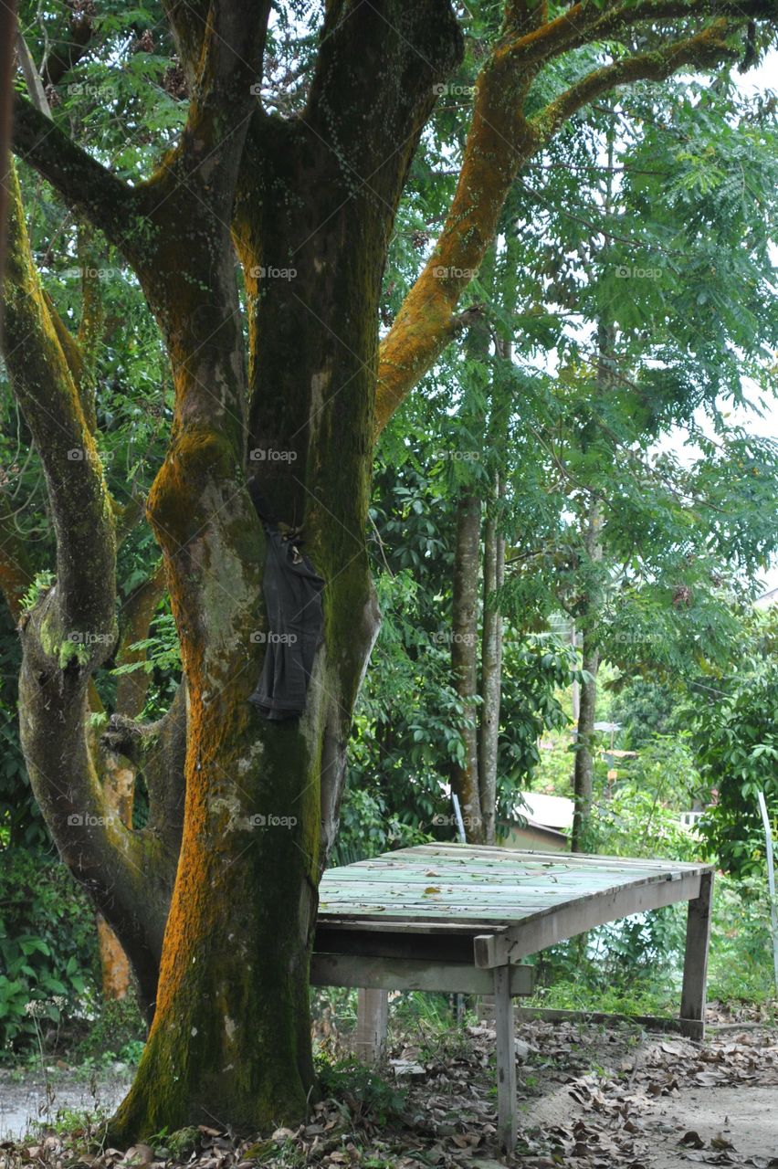 Wood, Tree, No Person, Leaf, Nature