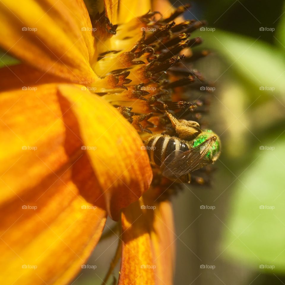 Bee looking for pollen 