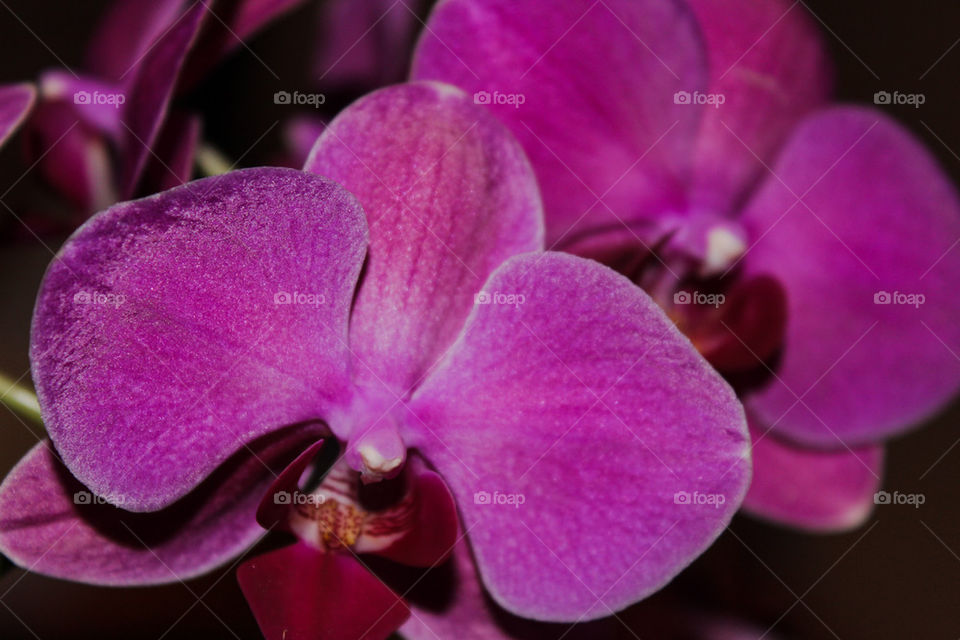 orchid