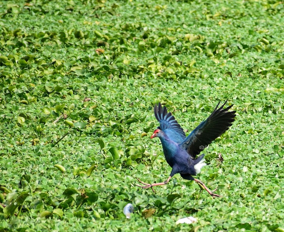 Moorhen
