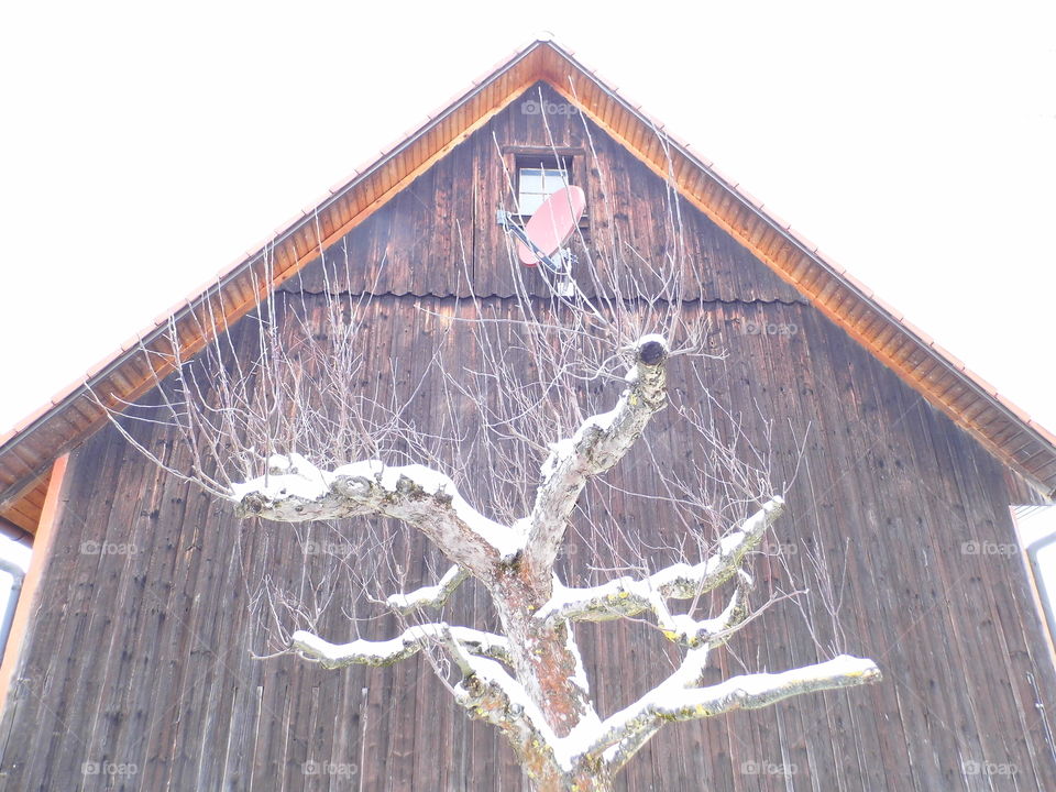 Tree,and,House,Wooden,
