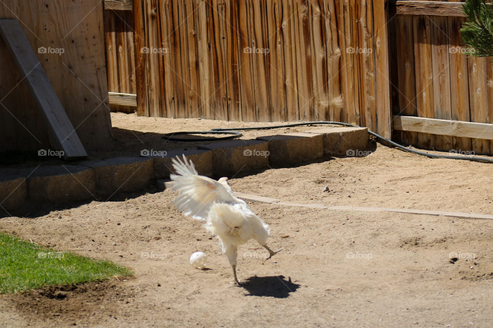 Easter Egger hen flying