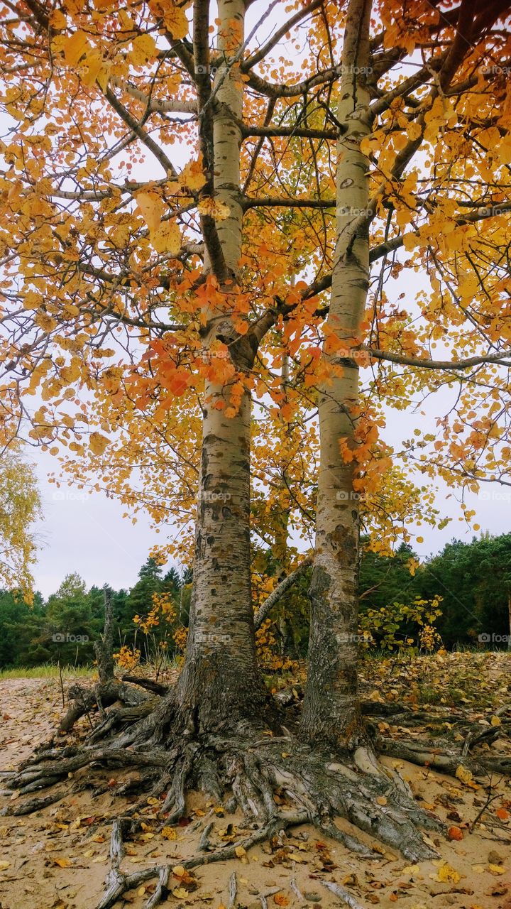 Two autumn trees 🍁🍂