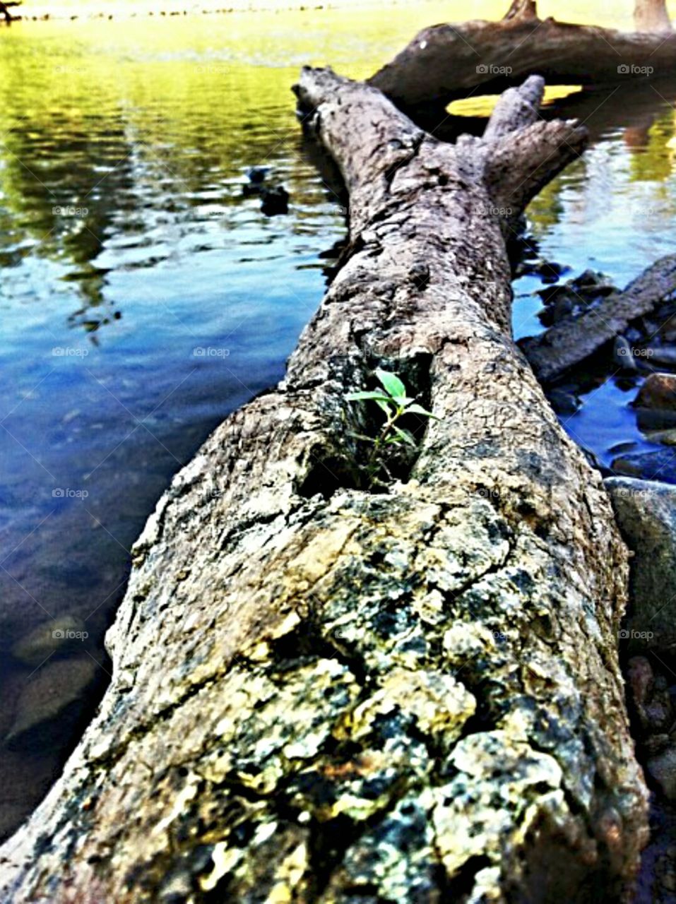 Life after Death on the Brazos. An old tree that had died and fallen over in the shallow area of the Brazos River aids in the growth of a new tree. 