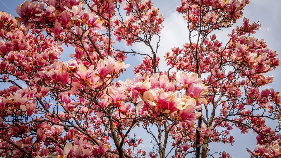 Tulip tree in bloom