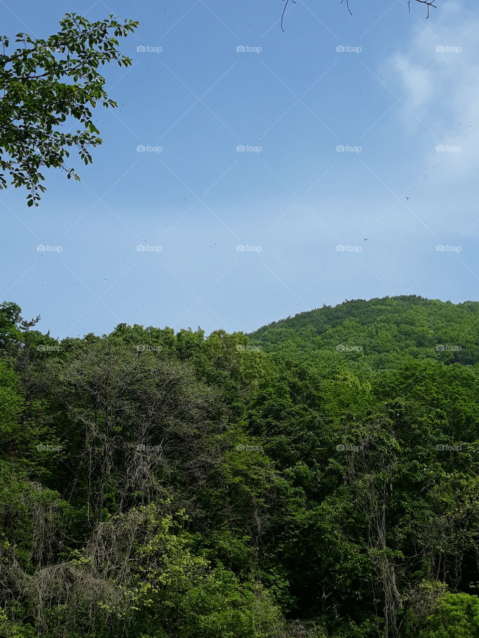 Nature and environment