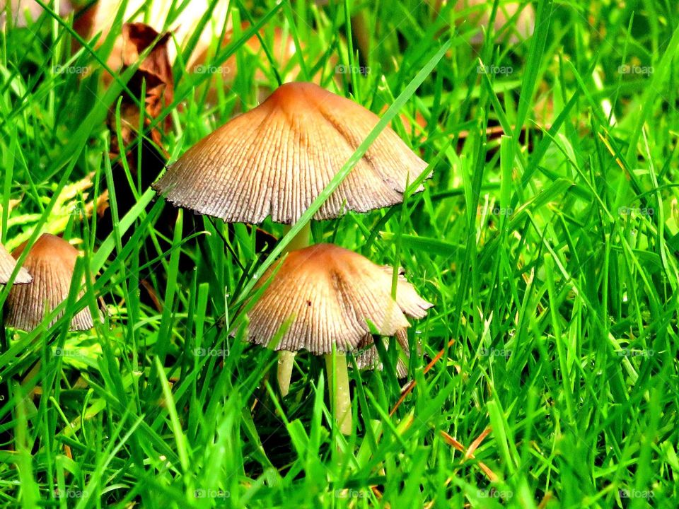 Fall mushrooms. Merci