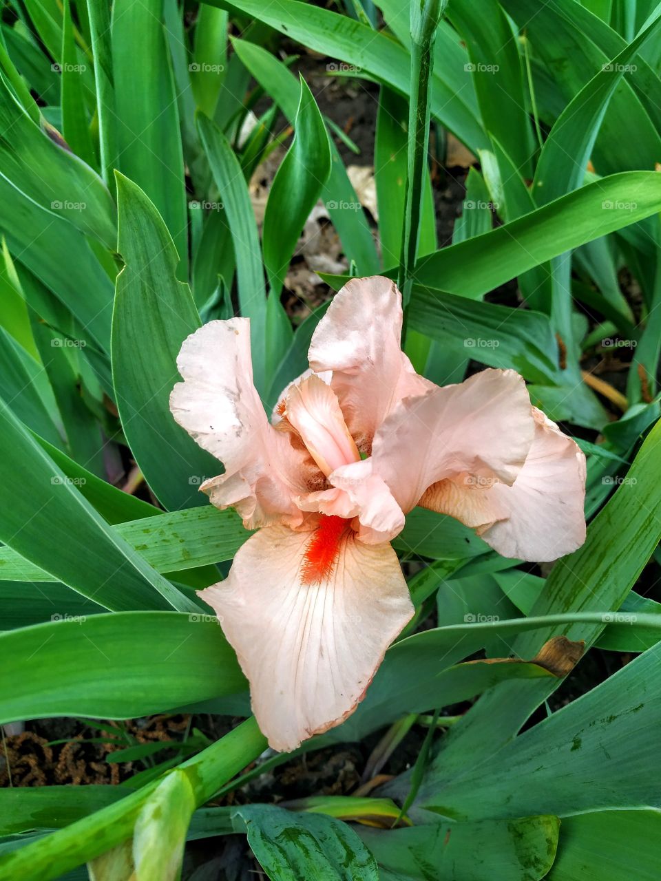 Fragrant peach iris