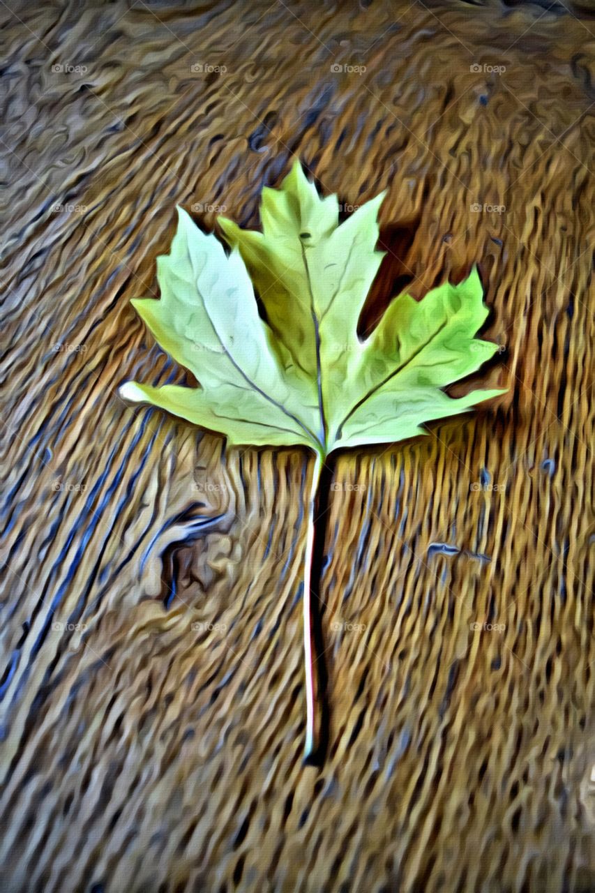 Green leaf on wooden background