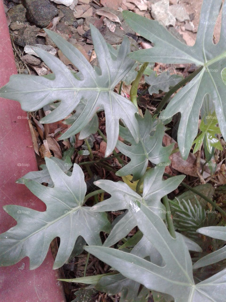 Ornamantal plant