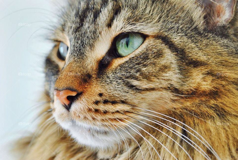 Extreme close-up of cat head