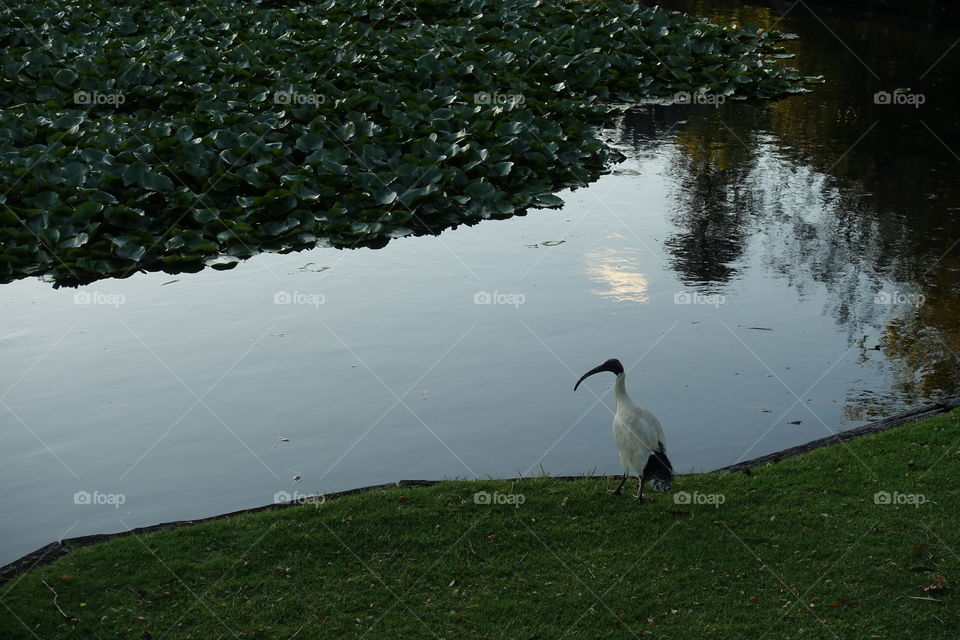 An Australian white ibis is resting near the water.