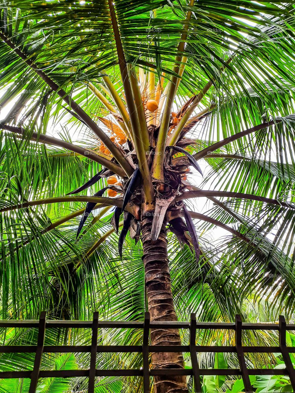 Coconut tree top