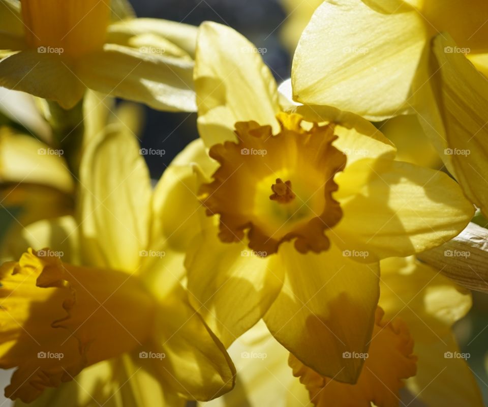 daffodils in spring sunshine