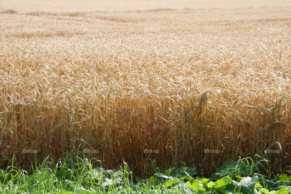 Wheat farm