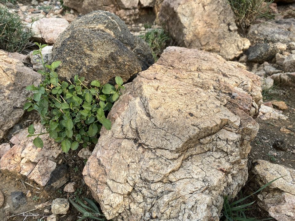 Amazing photo for desert 🌵