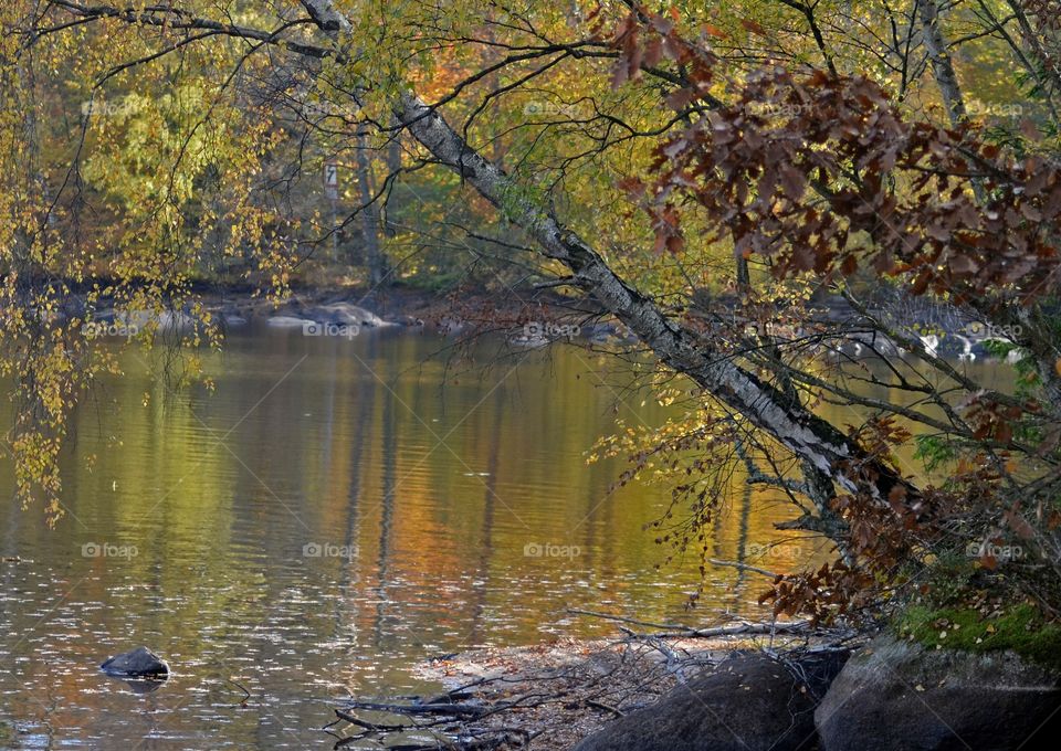 Reflections forest and lake, fall, Listersjöarna