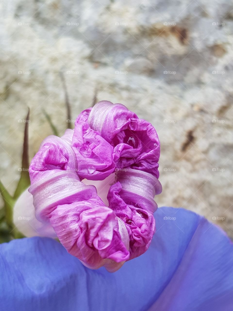flower unfolding 6
