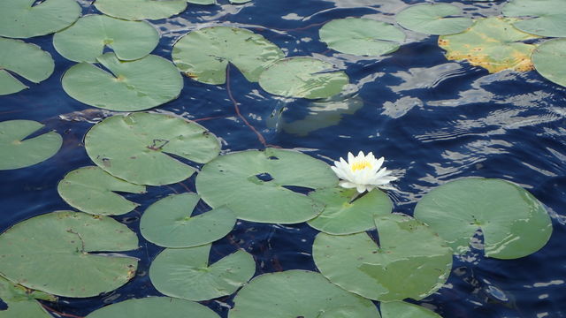 White and yellow waterlily lotus flower surrounded by green lotus leaves floating in dark blue waters 