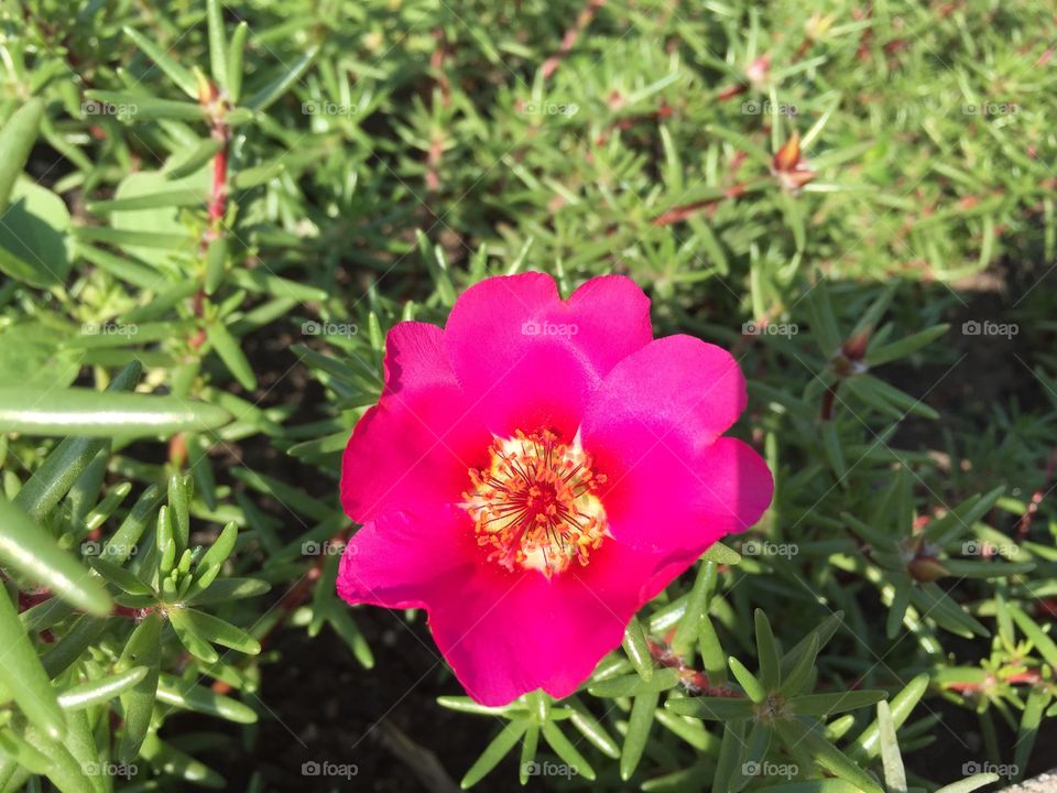 beautiful red flower