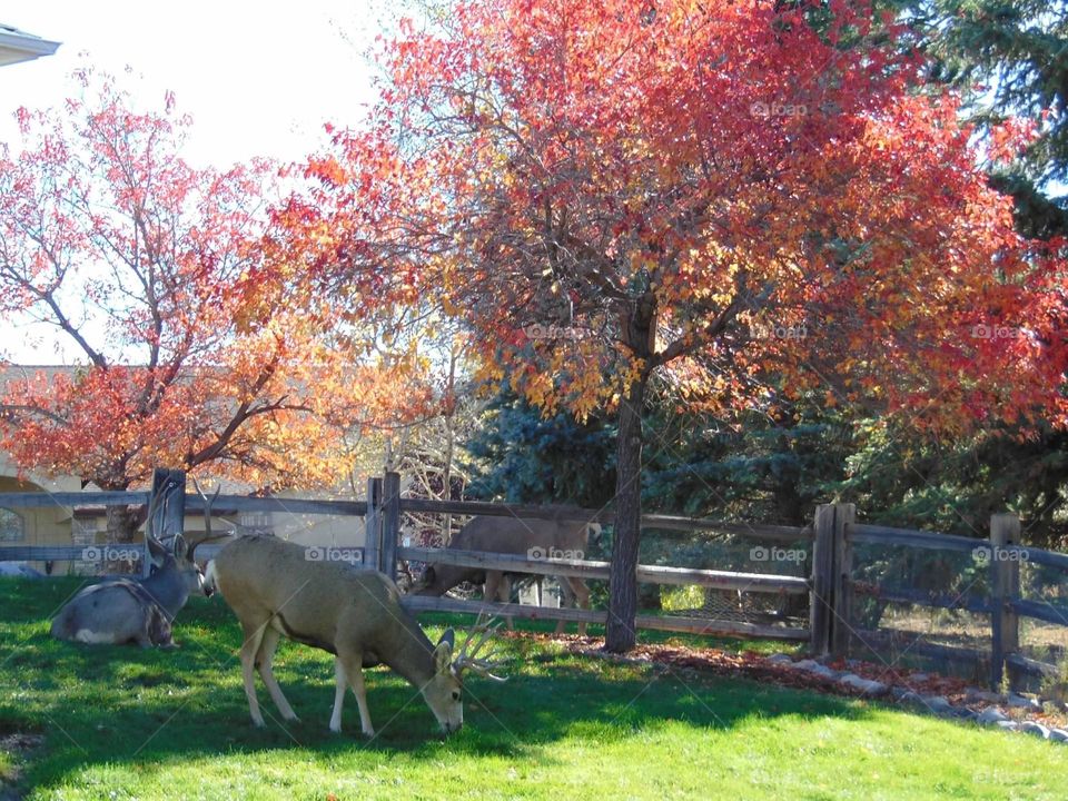 Mule deer bucks grazing under a red leafed tree. 