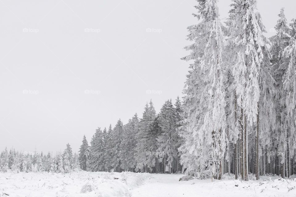 Beautiful panoramic view of a winter coniferous forest with a clearing in a nature reserve in Belgium, close-up side view. Beautiful winter ions concept and wallpaper.