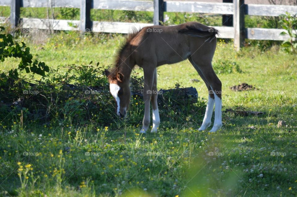 foal