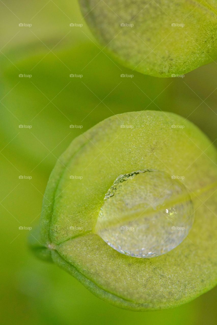 water droplet